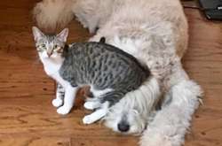 Эти нахальные коты бесцеремонно приструнили собак в доме: курьезные фото