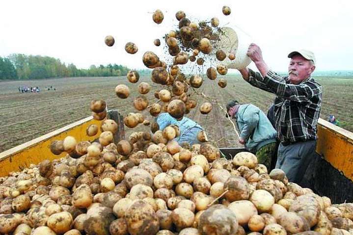 Мінекономіки планує заборонити імпорт картоплі з Росії