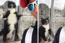 Бойкость сторожевой собаки: почтальон засняла кота, который отчаянно защищает дом (видео)