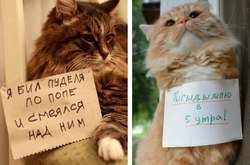 «Понять и простить»: курьезные фото котиков, признавшихся в своих преступлениях