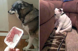 Плохие мальчики: фото собак, которые нашкодили и сильно об этом пожалели