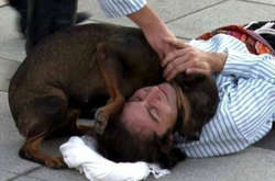 В Турции прервали спектакль из трогательного поступка собаки (видео)