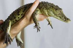 Південно-Африканська Республіка заявила про зацікавленість у поставках крокодилового м’яса