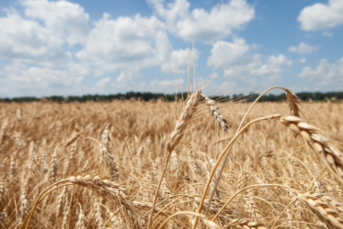 Цьогоріч Україна збере найменший урожай за останні чотири роки