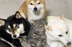 Считающий себя собакой кот стал звездой соцсетей: курьезные фото