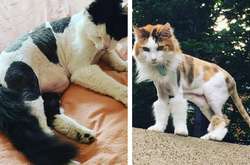 Послеоперационные кошачьи стрижки, которые выглядят одновременно смешно и нелепо (фото)