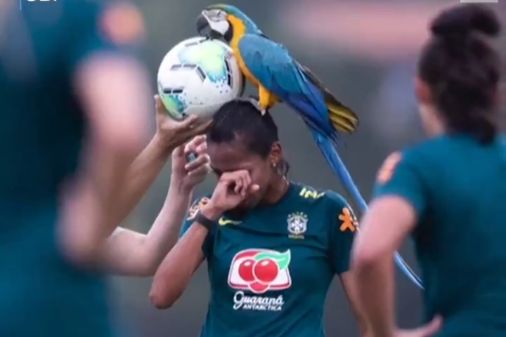 Велетенський папуга сів на голову футболістці та перервав тренування збірної Бразилії (відео)