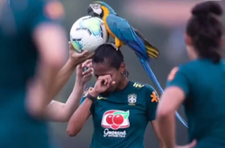 Папуга на голові футболістки збірної Бразилії 