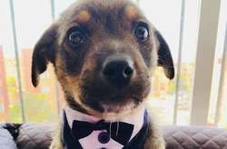 Хозяин не пришел: грустная история щенка из приюта растрогала сеть