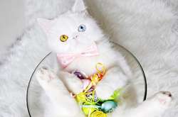 Пушистик с другой планеты: котенок с необыкновенными глазами загипнотизировал Инстаграм