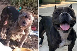 Удивительное преображение собаки, которую оставили умирать в лесу (фото)