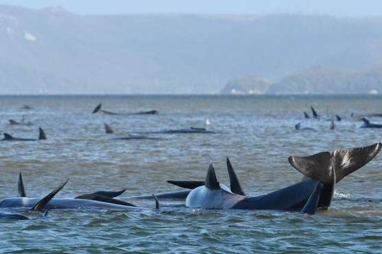 Понад 400 китів загинули біля берегів Тасманії
