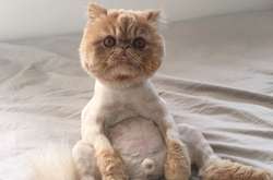 Хоть плачь, хоть смейся: фото животных с нелепыми стрижками