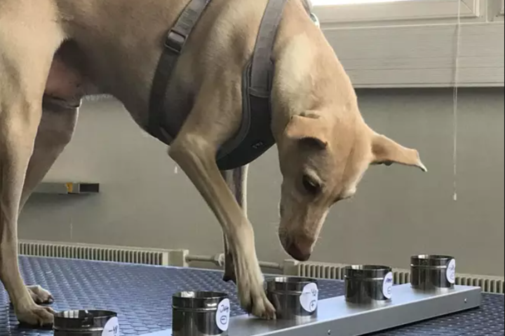 У Фінляндії собаки в аеропорту перевіряють пасажирів на коронавірус
