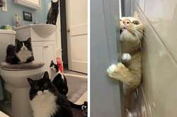 Эти кошкам плевать на личное пространство своих хозяев: курьезные фото
