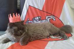 Оригінальна відповідь Лукашенку: білоруси почали інавгурувати своїх котів та собак