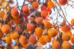 Жителька Закарпаття виростила найбільший в Україні сад хурми