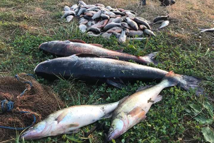 Рибні браконьєри завдали Україні збитків на 62 млн гривень
