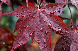 Трохи потепліє, а дощитиме лише на Заході