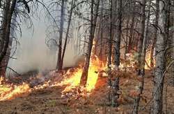 В Донецкой области вспыхнул крупный лесной пожар: подозревают поджог