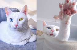 Белоснежная кошка с разноцветными глазами прославилась на весь мир (фото)