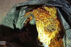  Під час обшуків правоохоронці вилучили 833 кг бурштину 