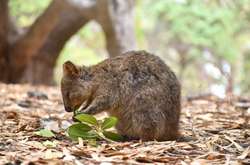 Ученые: просмотр видео с милыми животными снижает уровень стресса на 50%