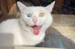 Фото неожиданных встреч с котиками, которые растопят ваше сердце