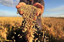 Експортери зерна придумали, як тиснути на аграріїв, що не хочуть збувати свій товар 