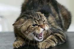 Зареєстровано три випадки сказу у котів