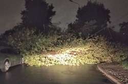 Дерево впало на проїжджу частину дороги