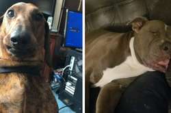 Фото уморительных собак, которых сфотографировали в самый неудачный момент