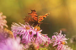 Теплий вересень у Києві повторив рекорд понад 100-річної давнини