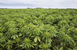 Сьогодні насіння коноплі продається на ринках України та світу