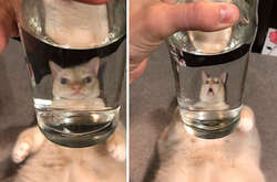 Как стекло превращает домашних животных в забавных монстриков (фото)