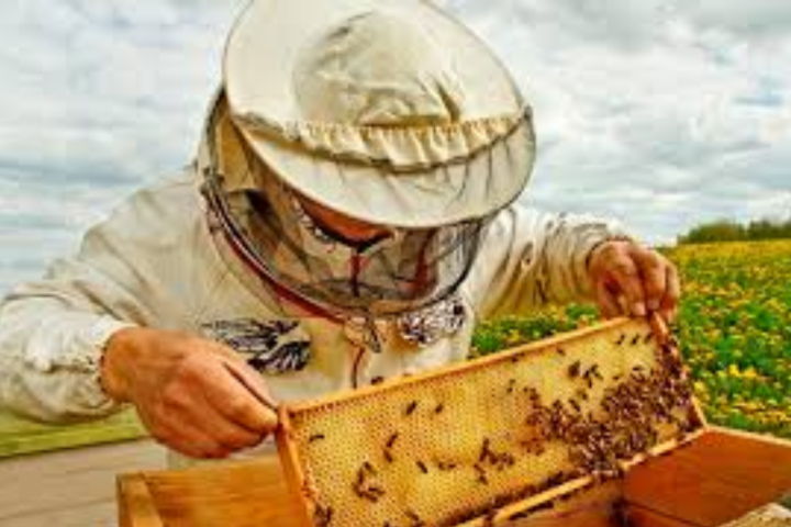 Українські пасічники зібрали найгірший за 40 років урожай меду