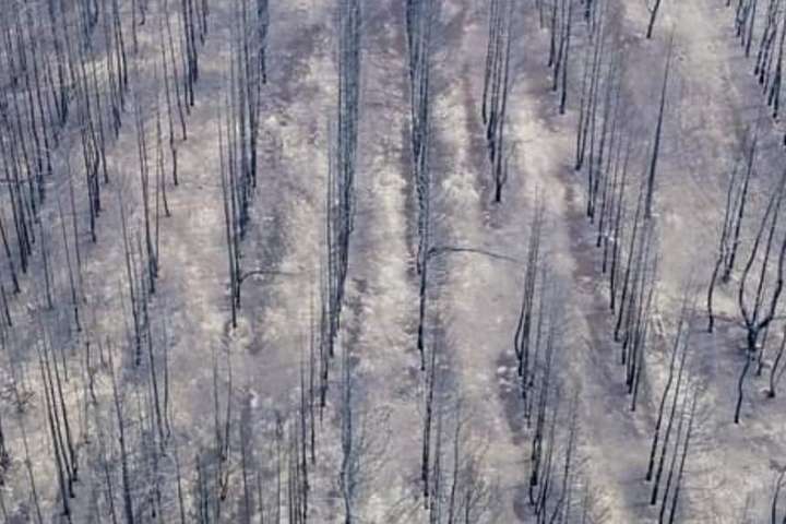 Гроші не пахнуть: як заробляють на смертельних лісових пожежах в Луганській області