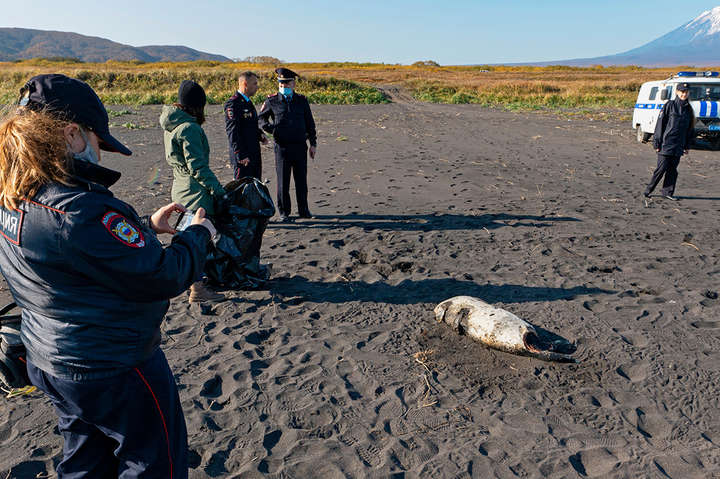 Масштабні забруднення та загибель тварин: на Камчатці стався витік нафти