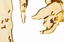 Вченим вдалося виділити фрагменти ДНК комах, «замурованих» у смолі