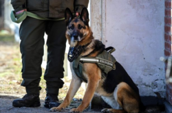 Також почали тренування собак у Великобританії та Франції