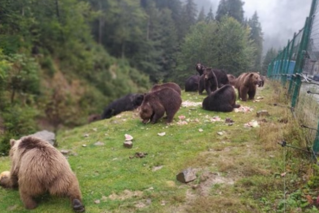 Ведмені-ласуни на Закарпатті «стоять у черзі» за кавунами