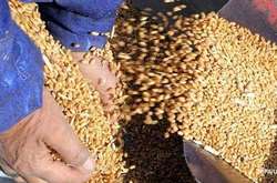 З'їли миші? На елеваторах Держрезерву знову виявили недостачу і псування зерна