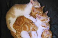 Как красиво и изобретательно кошки могут спать вместе (фото)