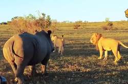 Агресивний носоріг атакував левів, які займалися любов'ю (відео)
