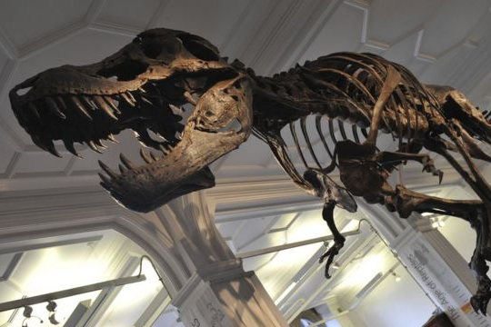 У США скелет тиранозавра продали за рекордні $ 31,8 млн