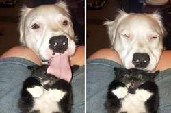 Самые смешные фотографии котов, которыми можно лечить плохое настроение