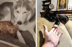 Эти фото доказывают, что кошки — добрейшие создания с огромным сердцем