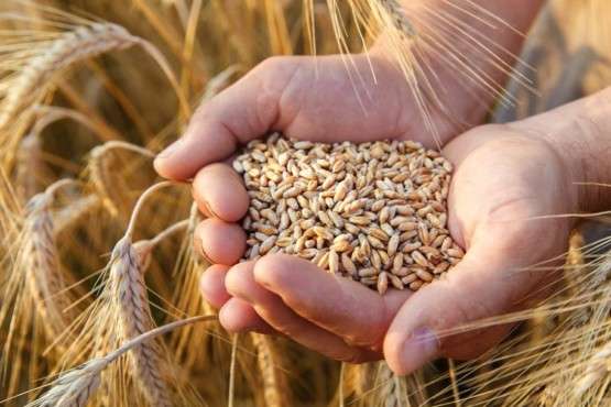 ООН знизила глобальний прогноз врожаю зерна на наступний рік