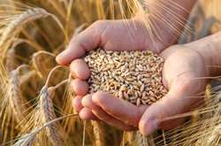 ООН знизила глобальний прогноз врожаю зерна на наступний рік