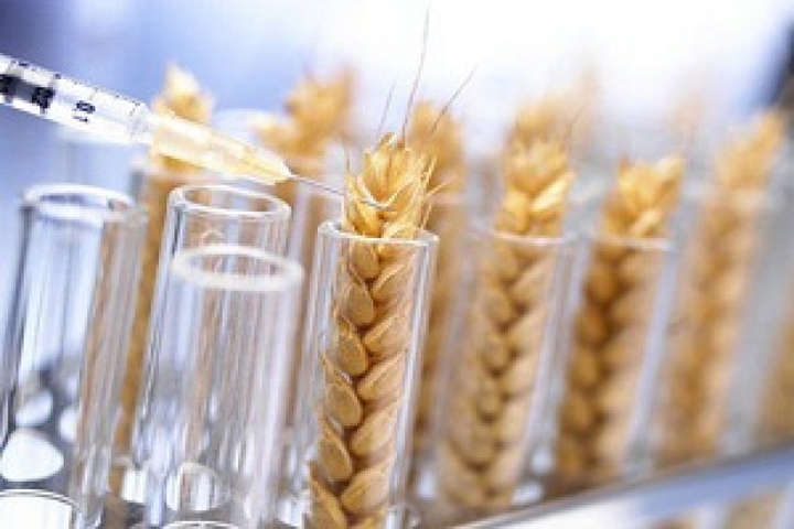 Аргентина стала першою країною, яка схвалила вирощування ГМО-пшениці